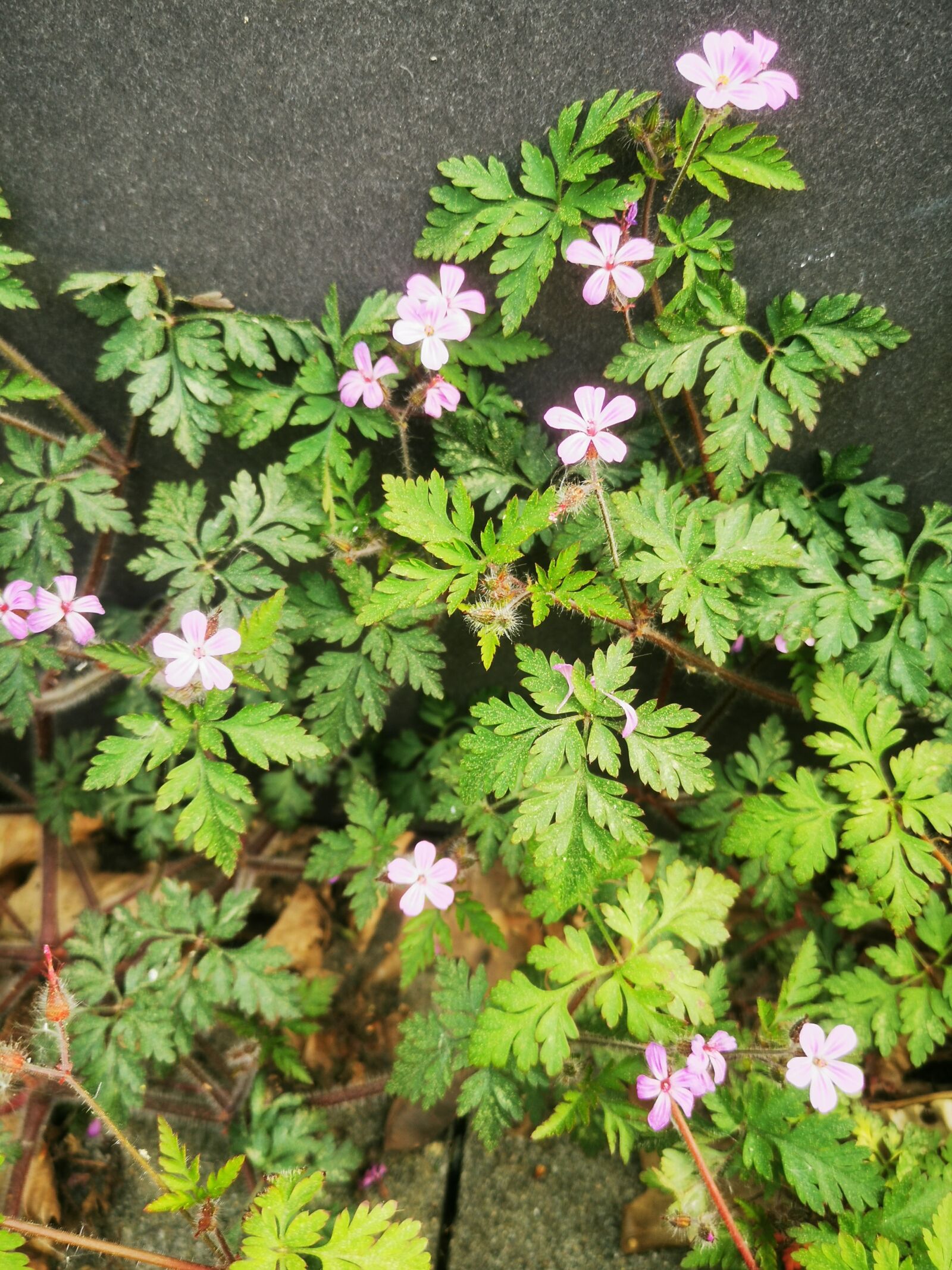 HUAWEI P30 sample photo. Flower, purple, green photography