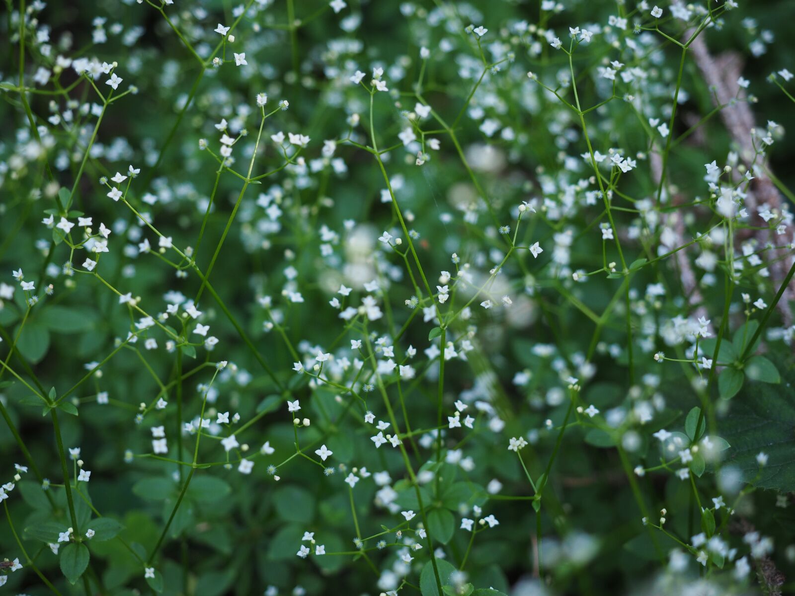 Olympus OM-D E-M1 + Olympus M.Zuiko Digital ED 12-40mm F2.8 Pro sample photo. Flowers, herb, filigree photography