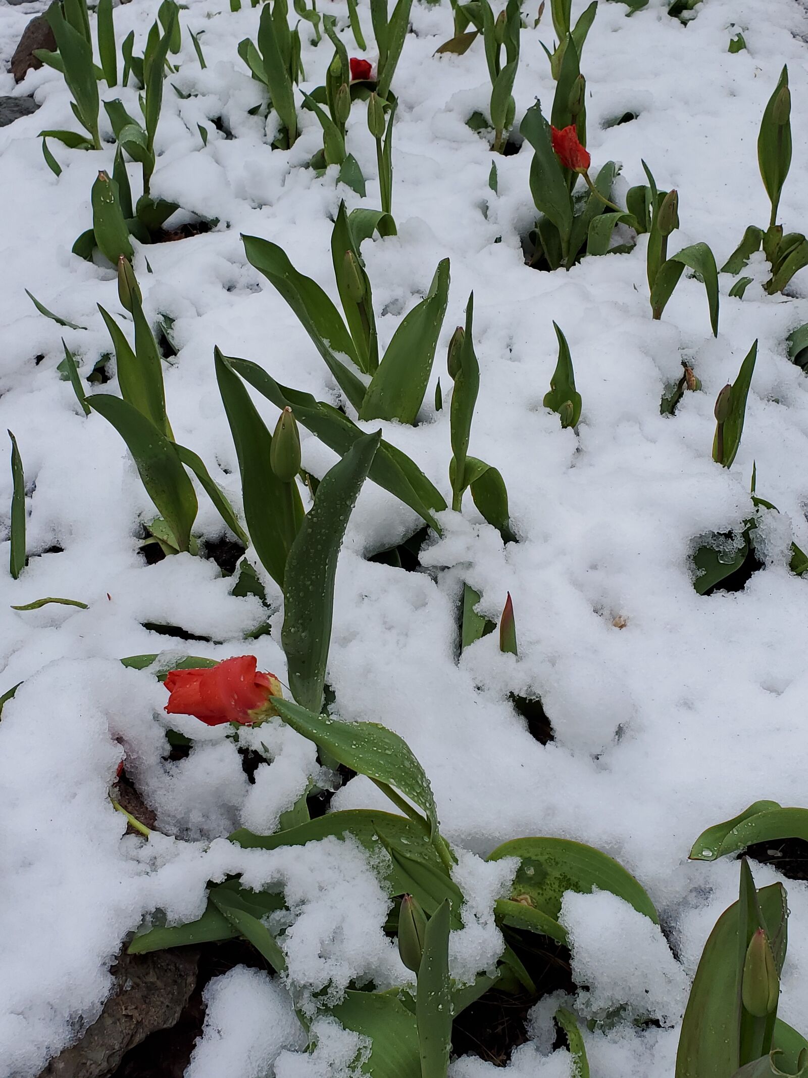 Samsung Galaxy S10+ sample photo. Snow, tulips, red photography