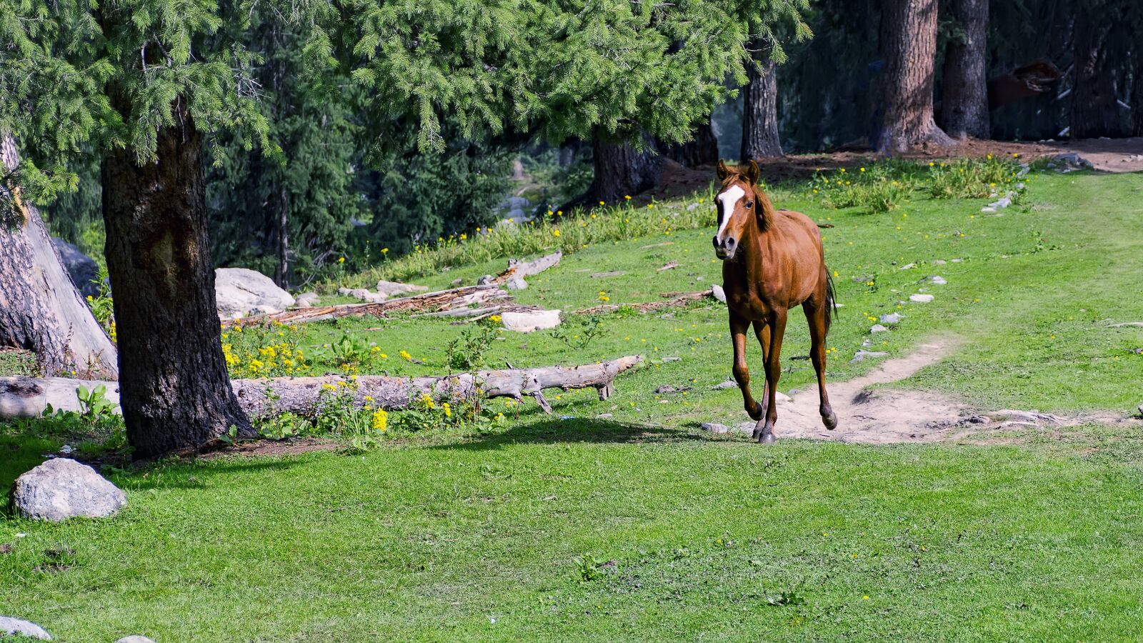 Nikon D7100 sample photo. Horse, animal, nature photography