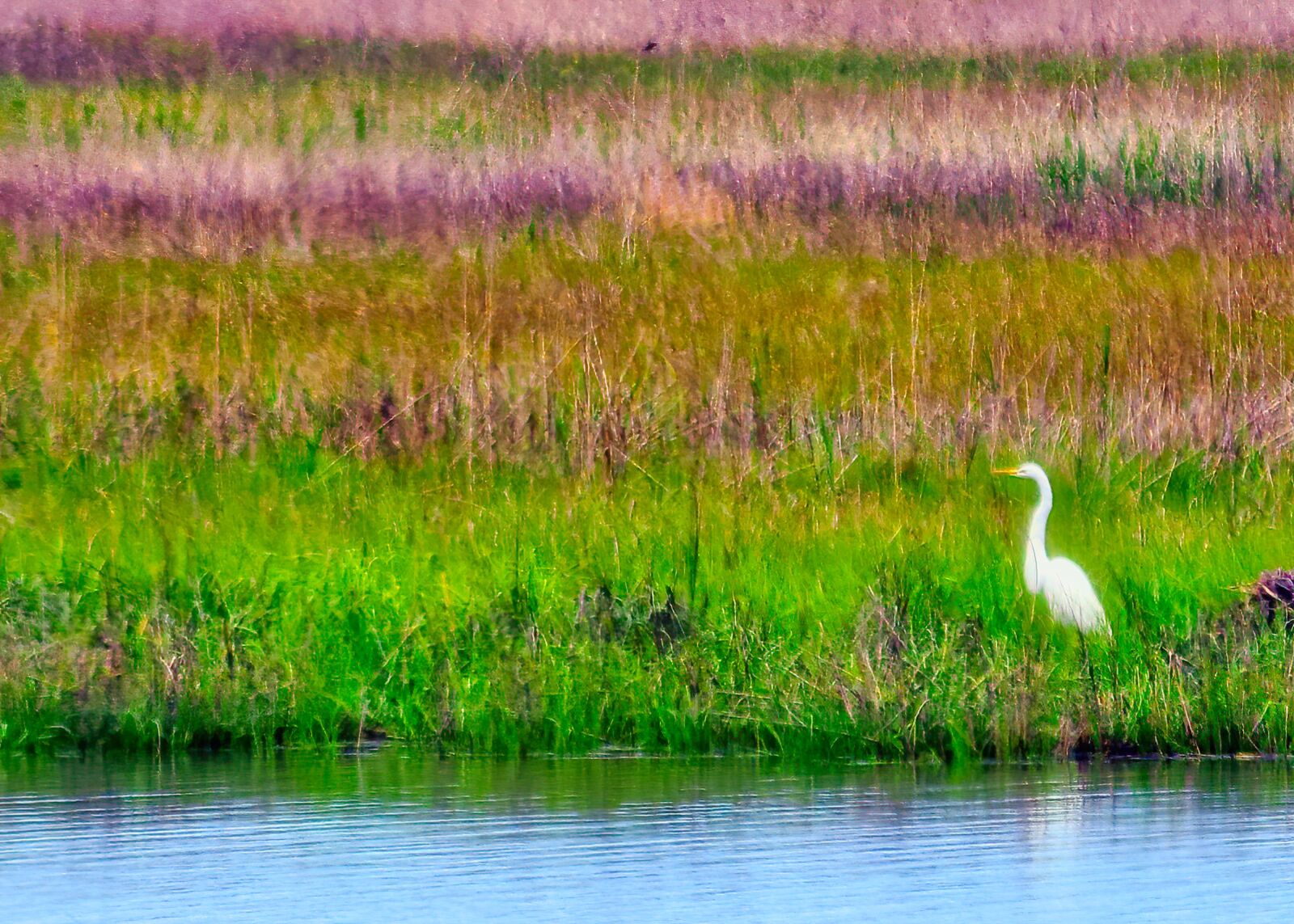 Nikon D3300 sample photo. Egret, marsh, bird photography