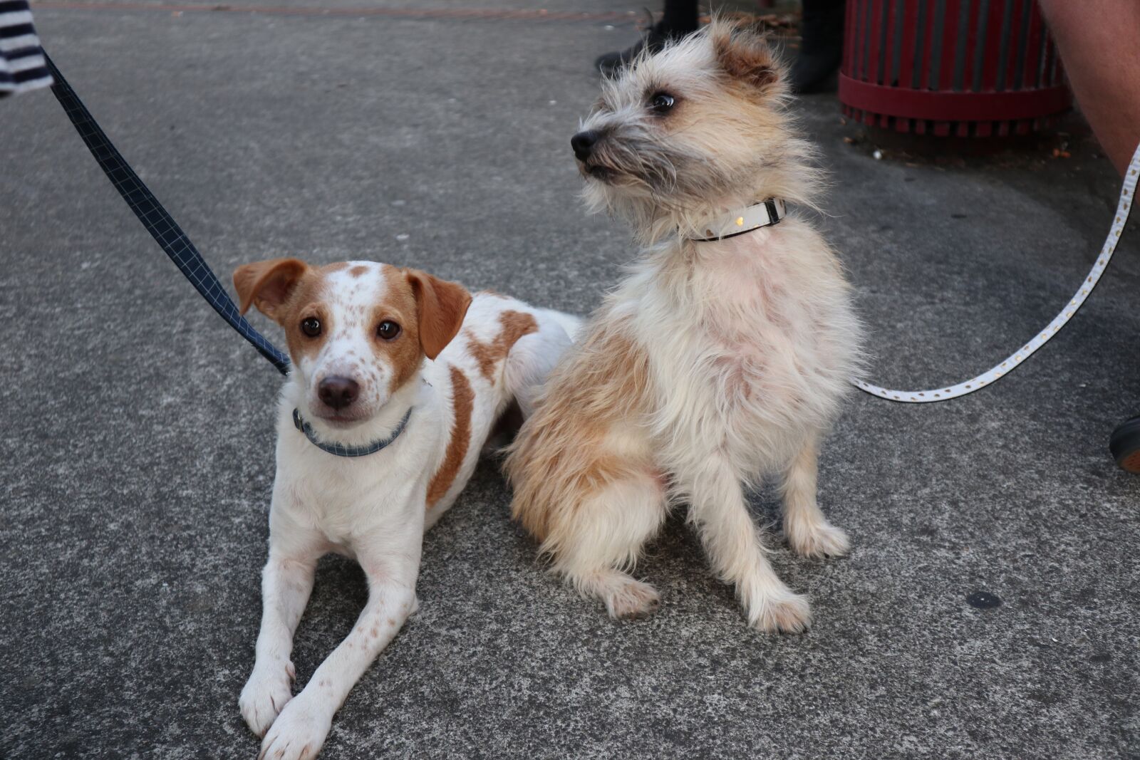 Canon EOS M100 sample photo. Dog, canine, pet photography