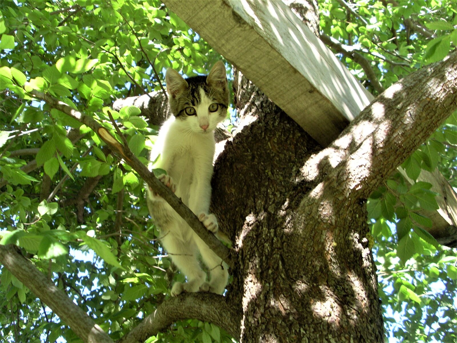 Samsung VLUU L730  / Samsung L730 sample photo. Cat, kitten, tree photography
