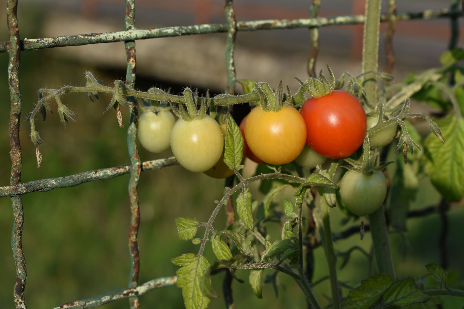 Nikon D3400 sample photo. The tomato, tomato, mature photography