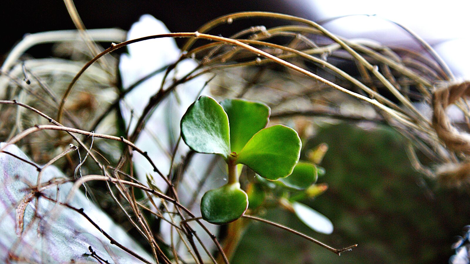 Sony Alpha DSLR-A350 sample photo. Plant, green, succulents photography