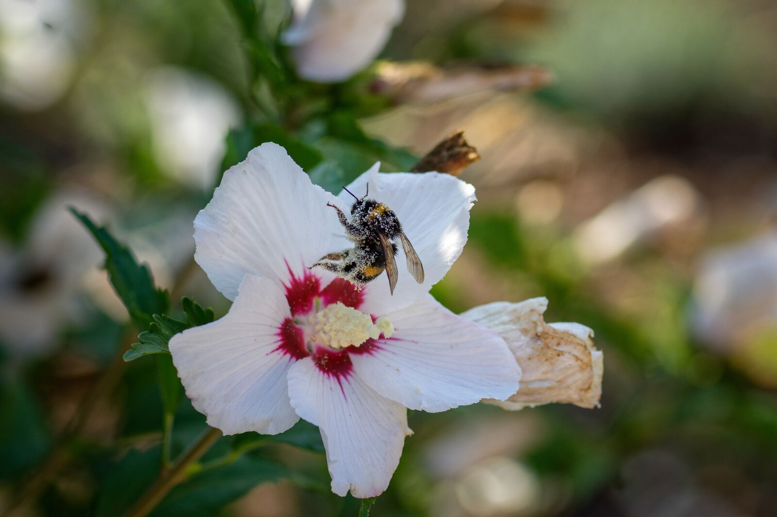 Nikon D7200 sample photo. Pollen, hummel, pollination photography