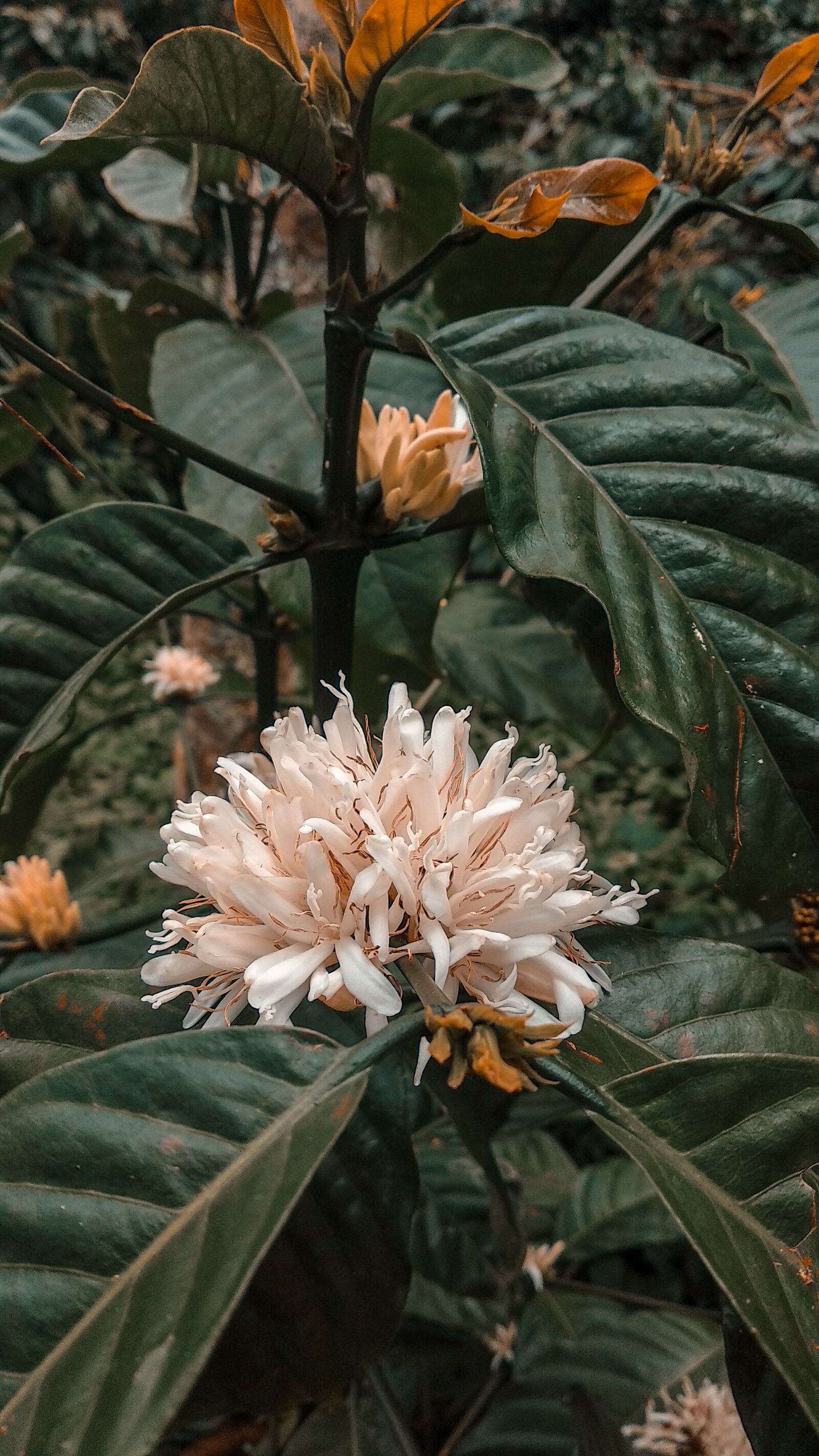 Xiaomi Mi A1 sample photo. Coffee, leaf, flowers photography
