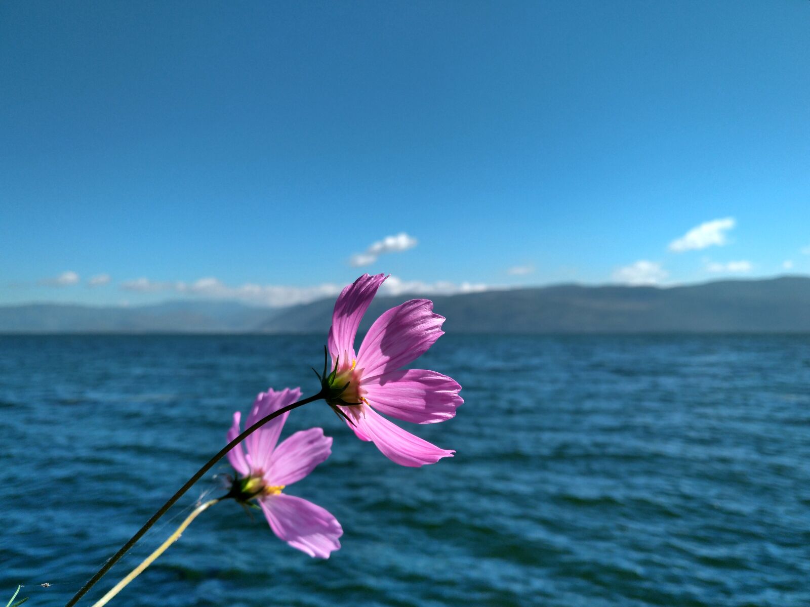 nubia Z11 MINI sample photo. Beautiful, flowers, lake photography