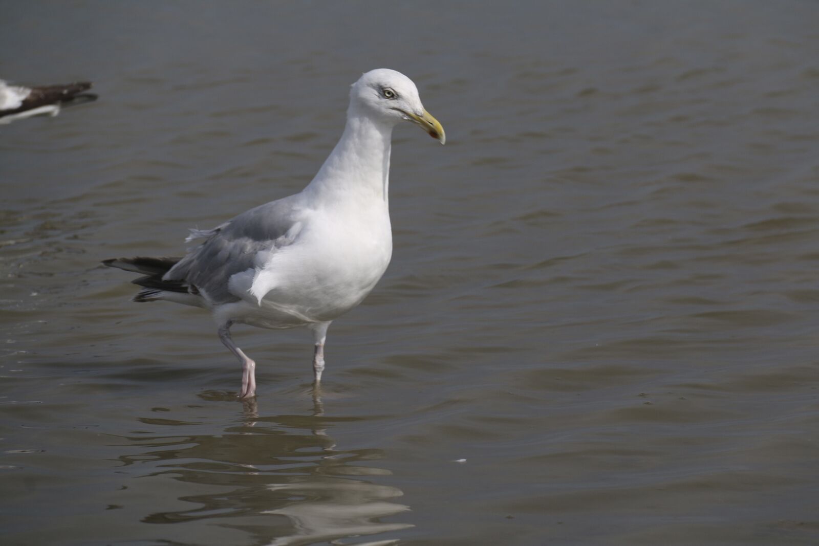 Canon EOS 70D sample photo. Seagull, bird, sea photography