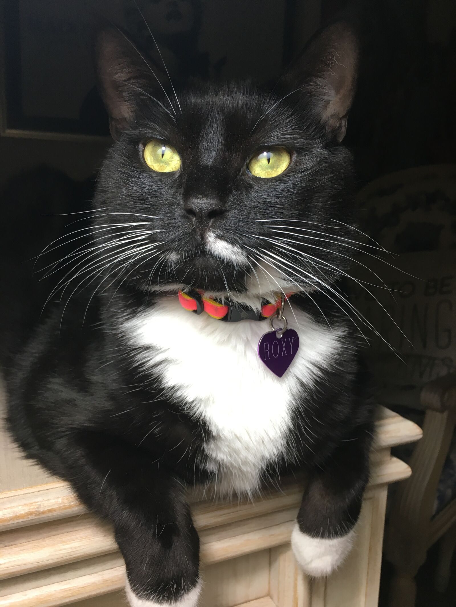 Apple iPhone 6s sample photo. Cat, green eyes, animals photography