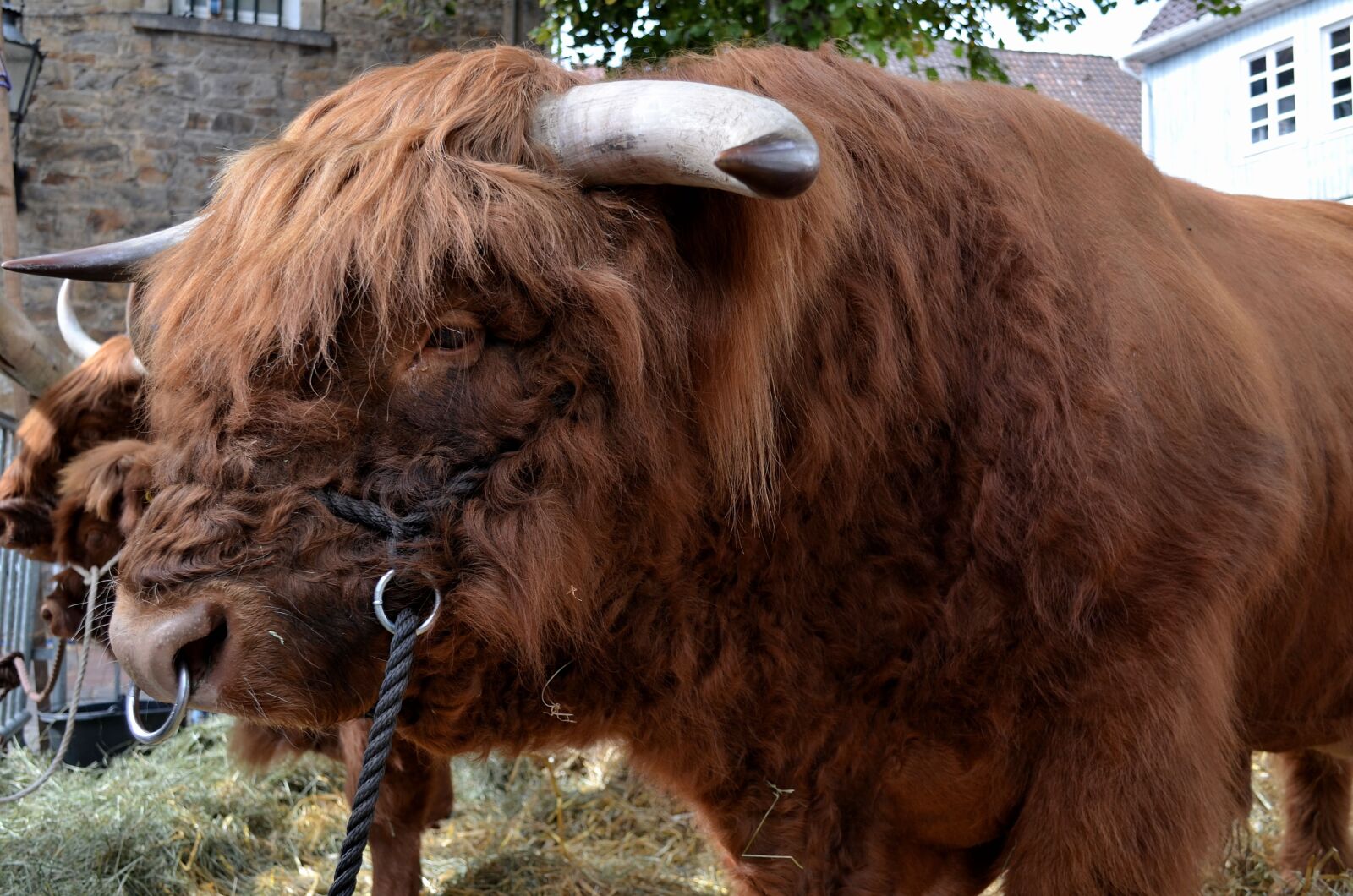 Nikon D5100 sample photo. Galloway beef, beef, galloway photography