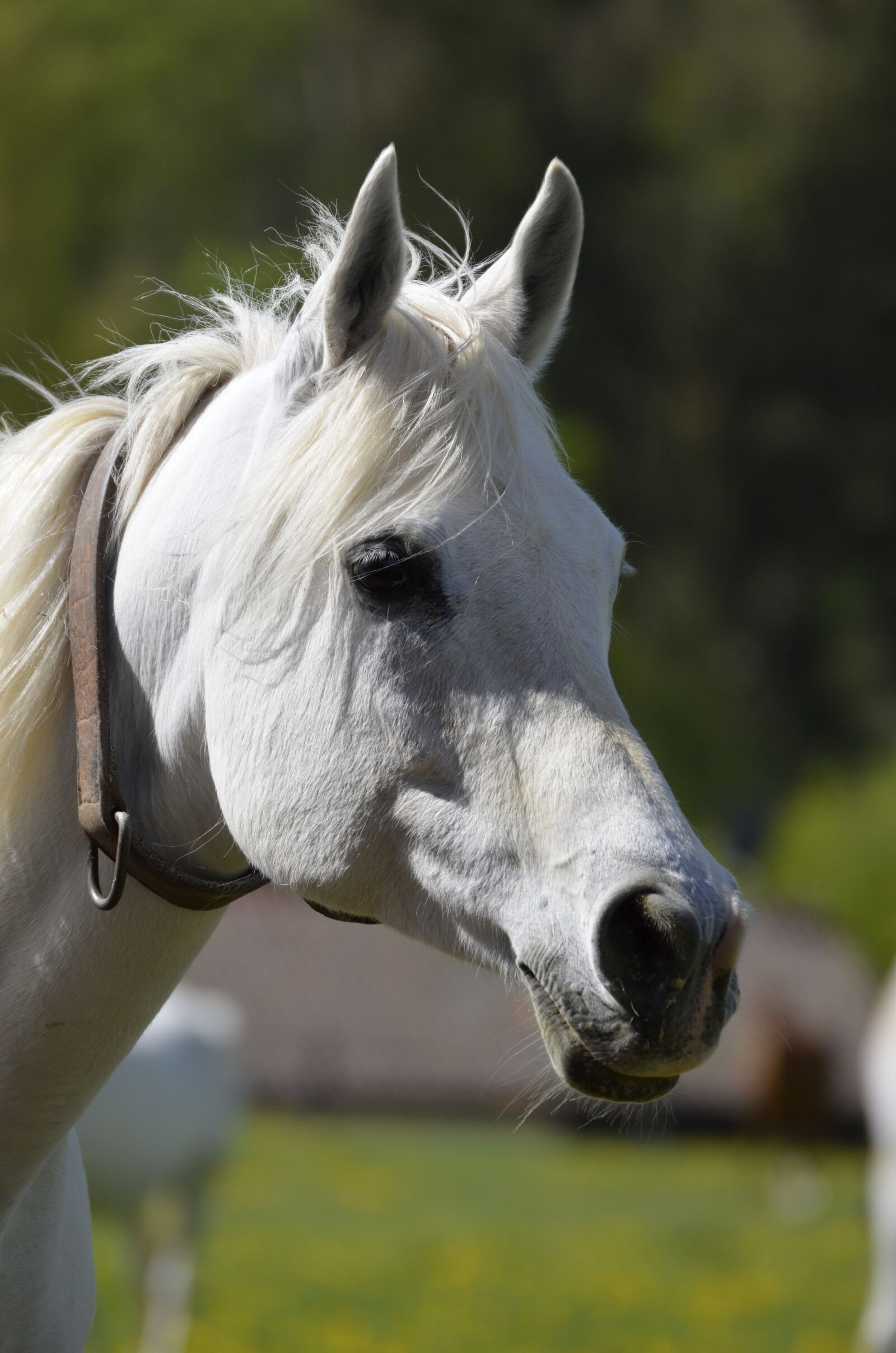 Nikon D5100 sample photo. Thoroughbred arabian, main and photography