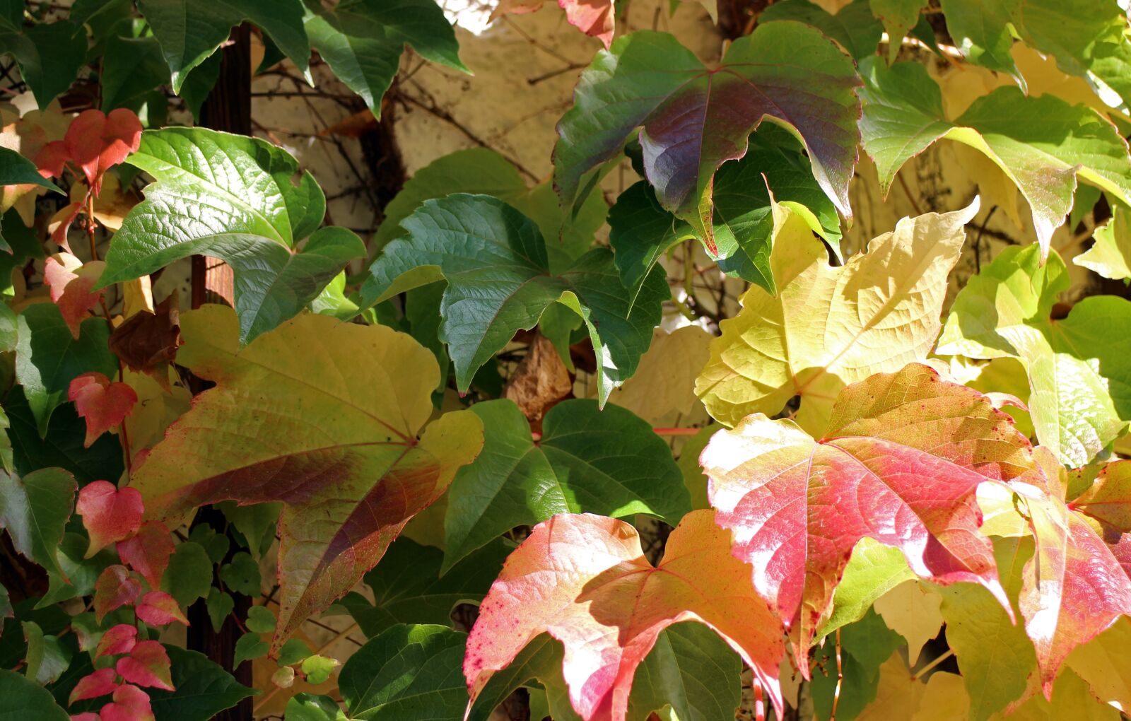 Canon EOS M sample photo. Autumn, leaves, golden autumn photography