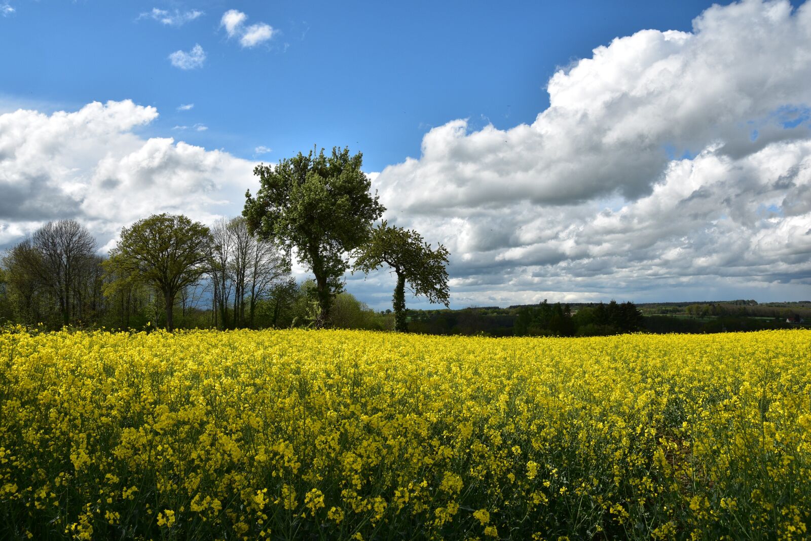 Nikon D5600 sample photo. Rapeseed, field, landscape photography