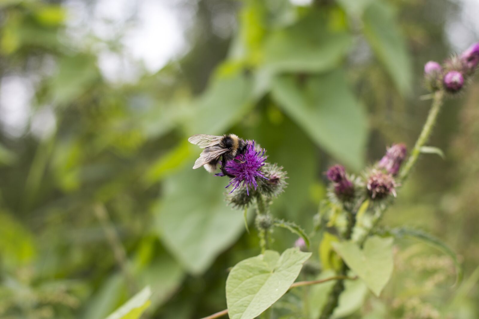 Canon EOS 70D + Canon EF 35mm F2 sample photo. Bumble-bee, flower, summer photography