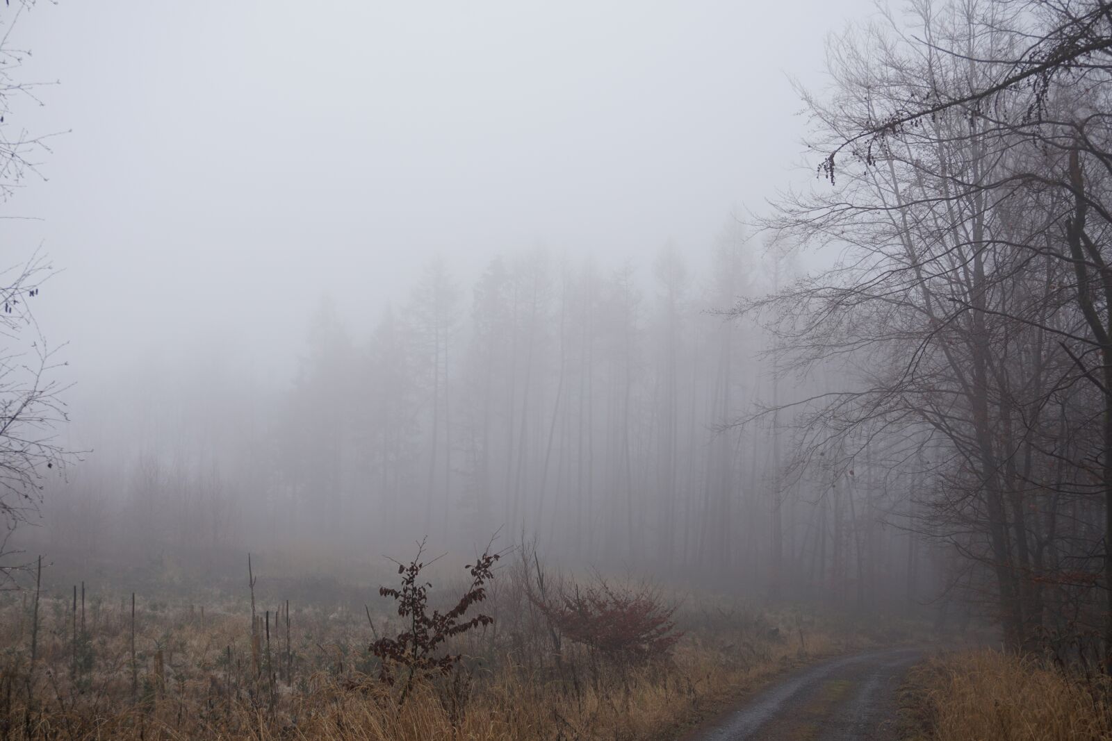 Sony a6000 sample photo. Fog, forest, trees photography