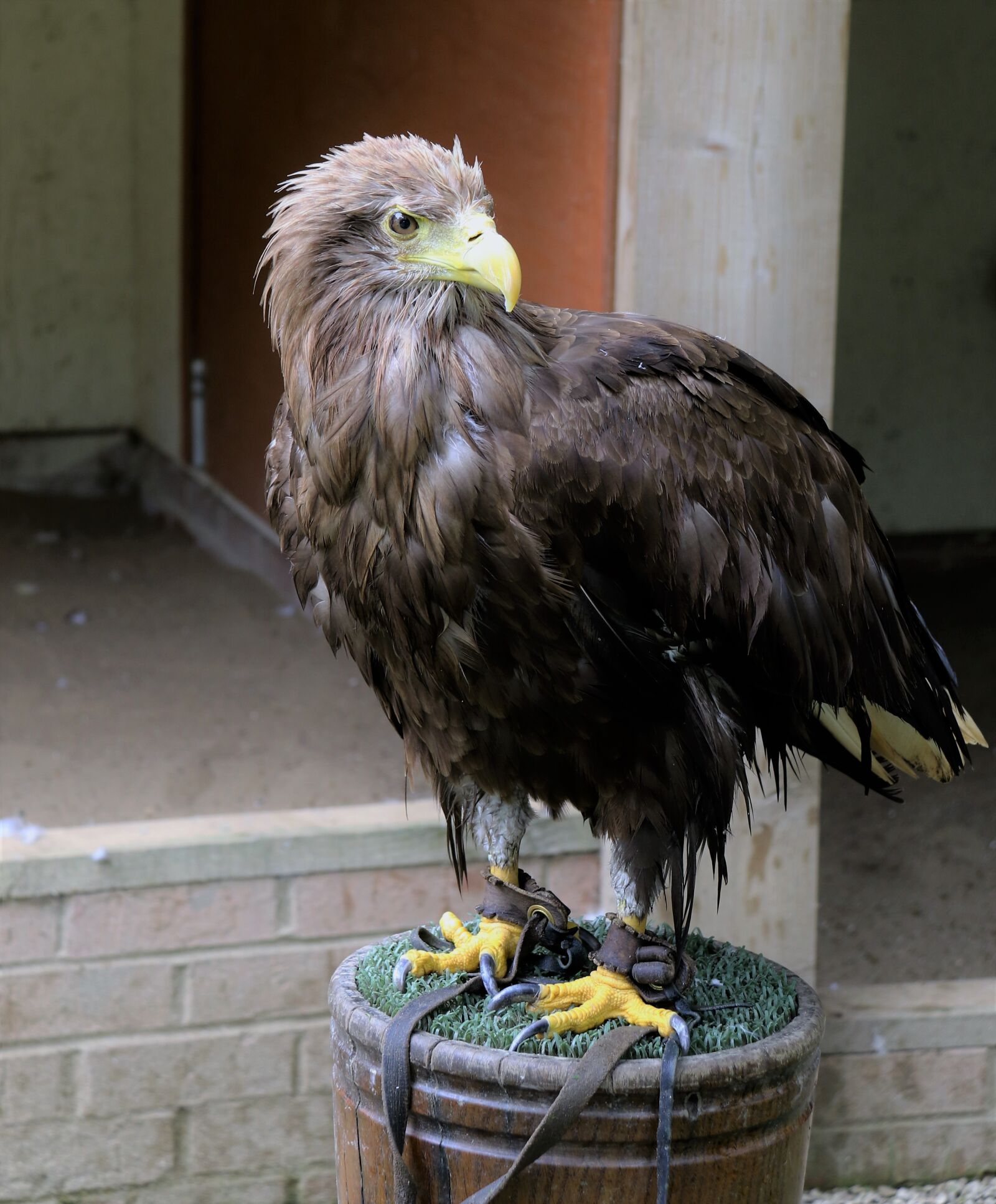 Canon EOS 7D Mark II sample photo. White tailed sea eagle photography