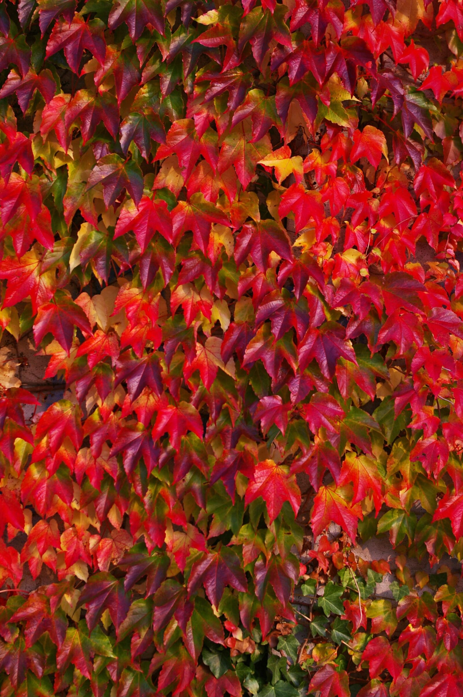Pentax *ist DL2 sample photo. Autumn, fall foliage, golden photography