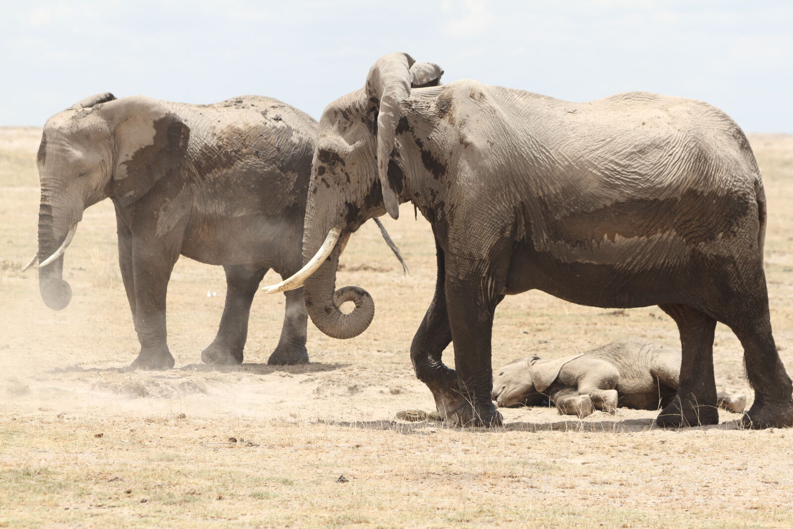 Canon EOS 7D + Canon EF 70-200mm F2.8L USM sample photo. Amboseli, national, park, elephants photography