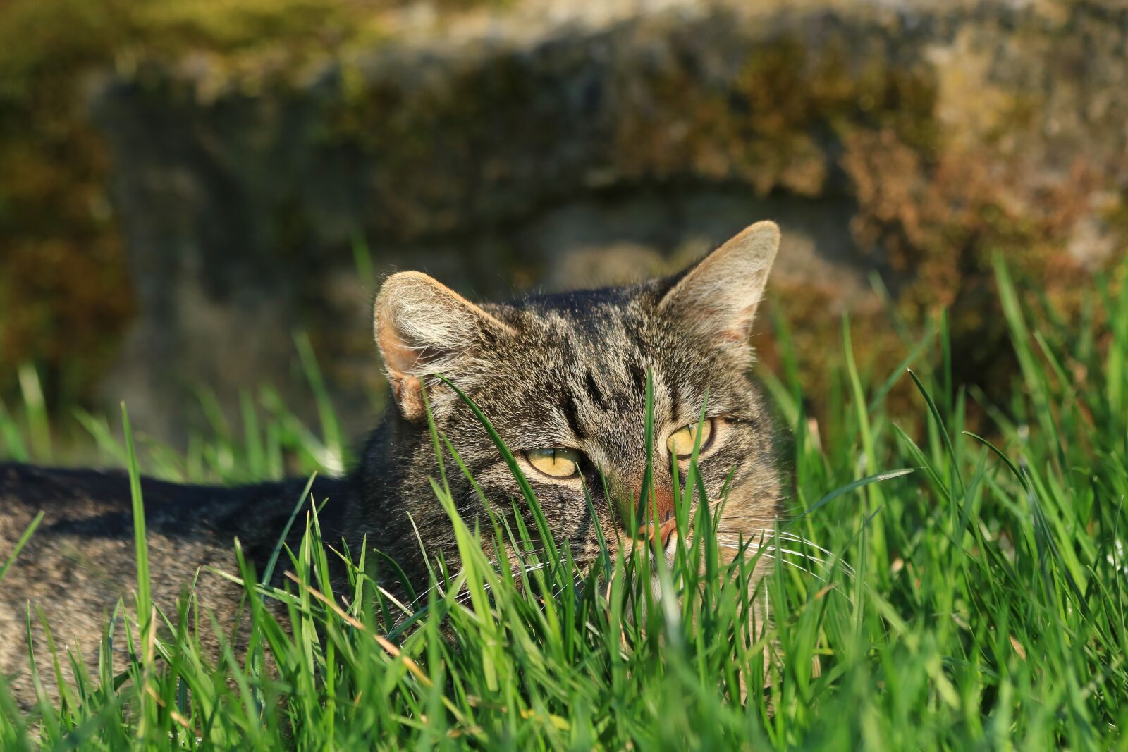 Canon EOS 750D (EOS Rebel T6i / EOS Kiss X8i) + Canon EF 70-300mm F4-5.6 IS USM sample photo. Cat, tabby, mammal photography