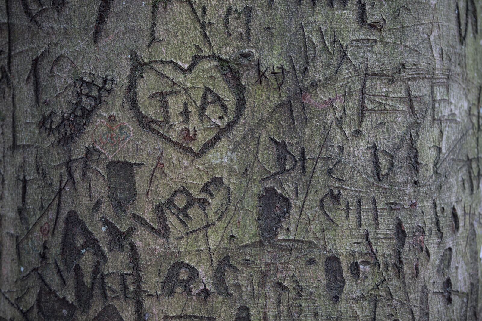 Canon EF 70-200mm F2.8L IS II USM sample photo. Tree, love, heart photography