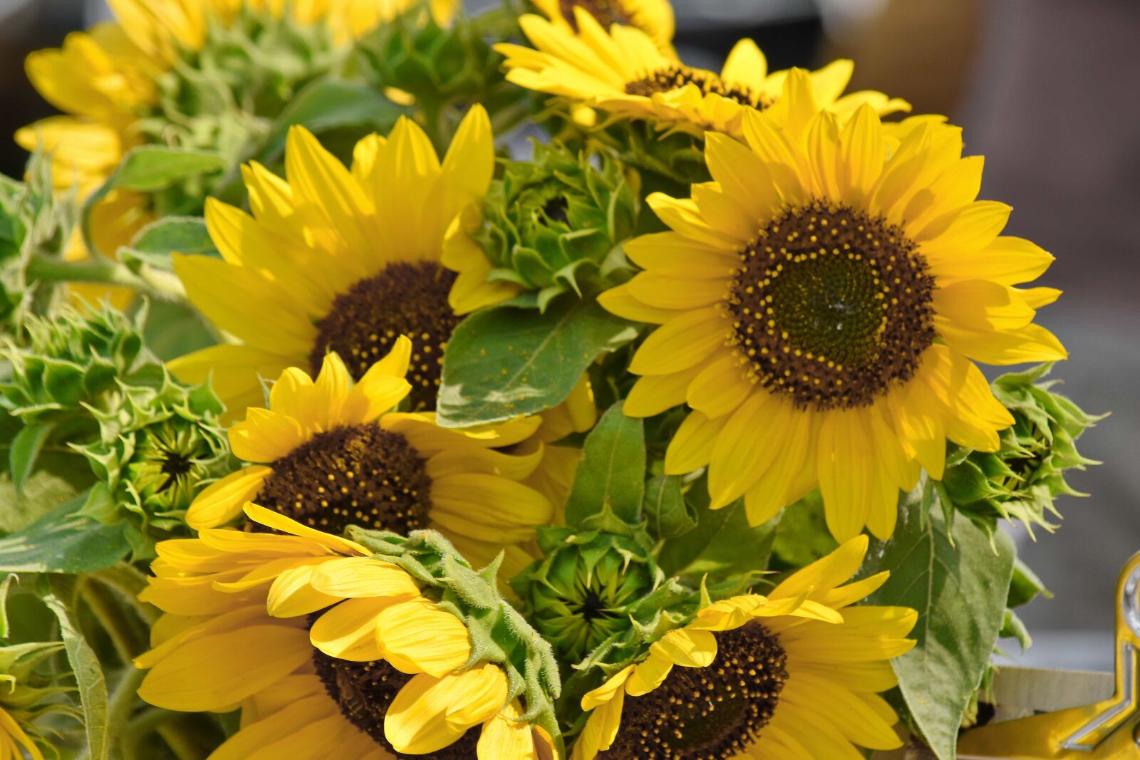 Nikon D5500 sample photo. Bouquet, seed, sunflower, summer photography