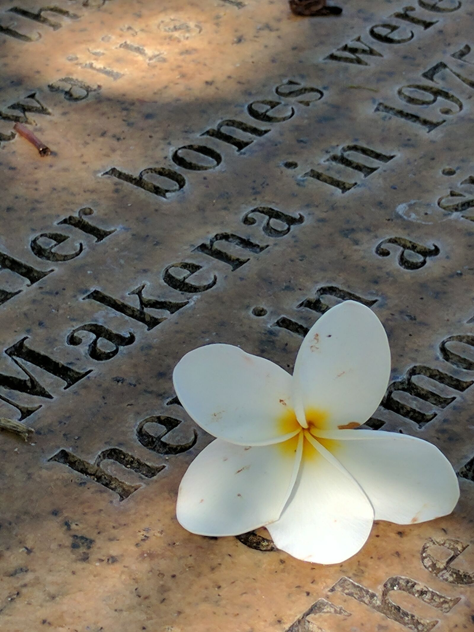 Google Pixel sample photo. Plumeria, grave, maui photography