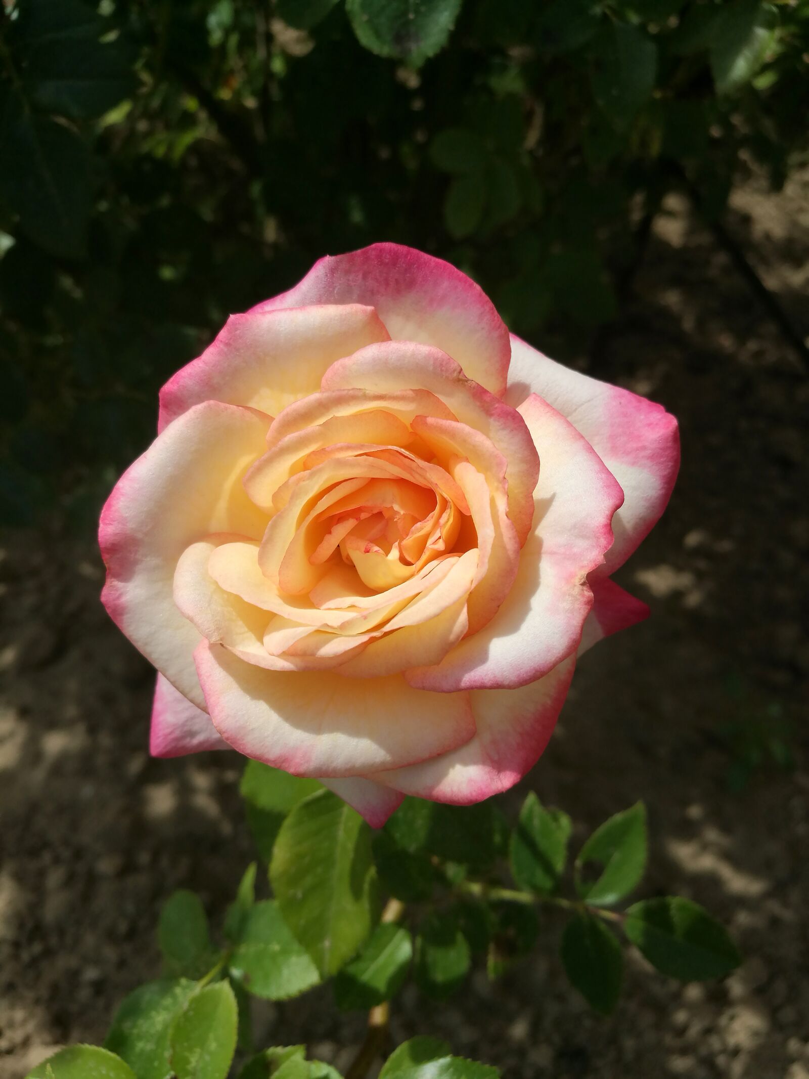 HUAWEI P9 sample photo. Summer, rose, flowers photography