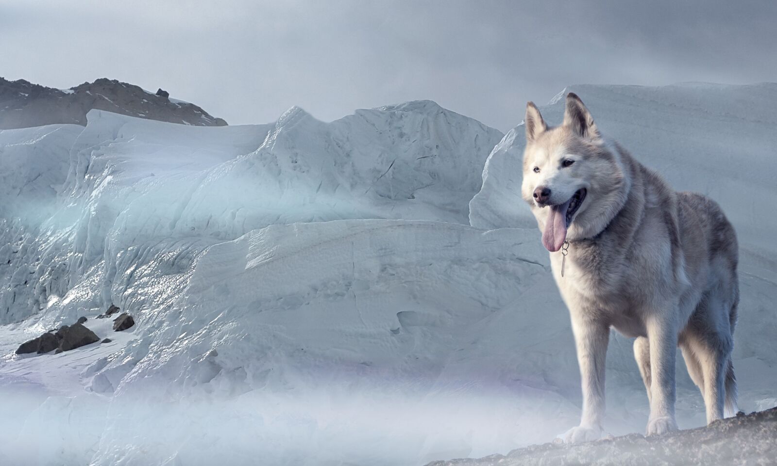 Samsung Galaxy Alpha sample photo. Husky, dog, glacier photography