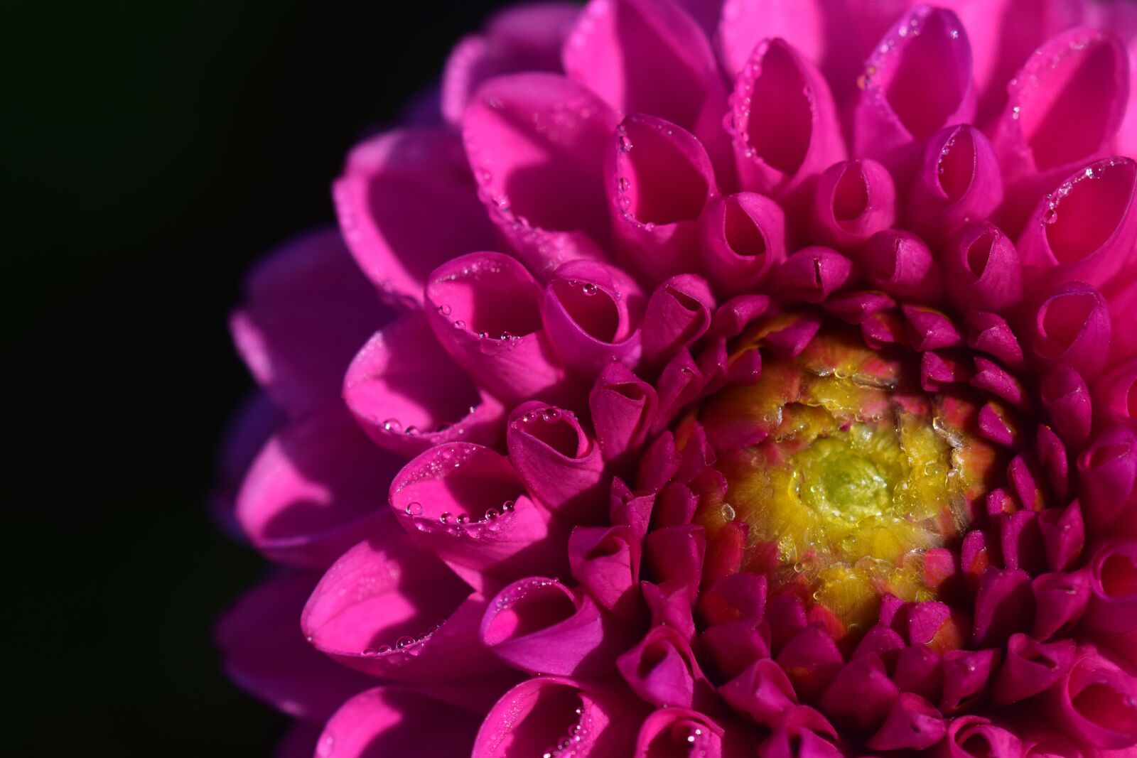 Nikon D3300 sample photo. Dahlia, pink, flora photography