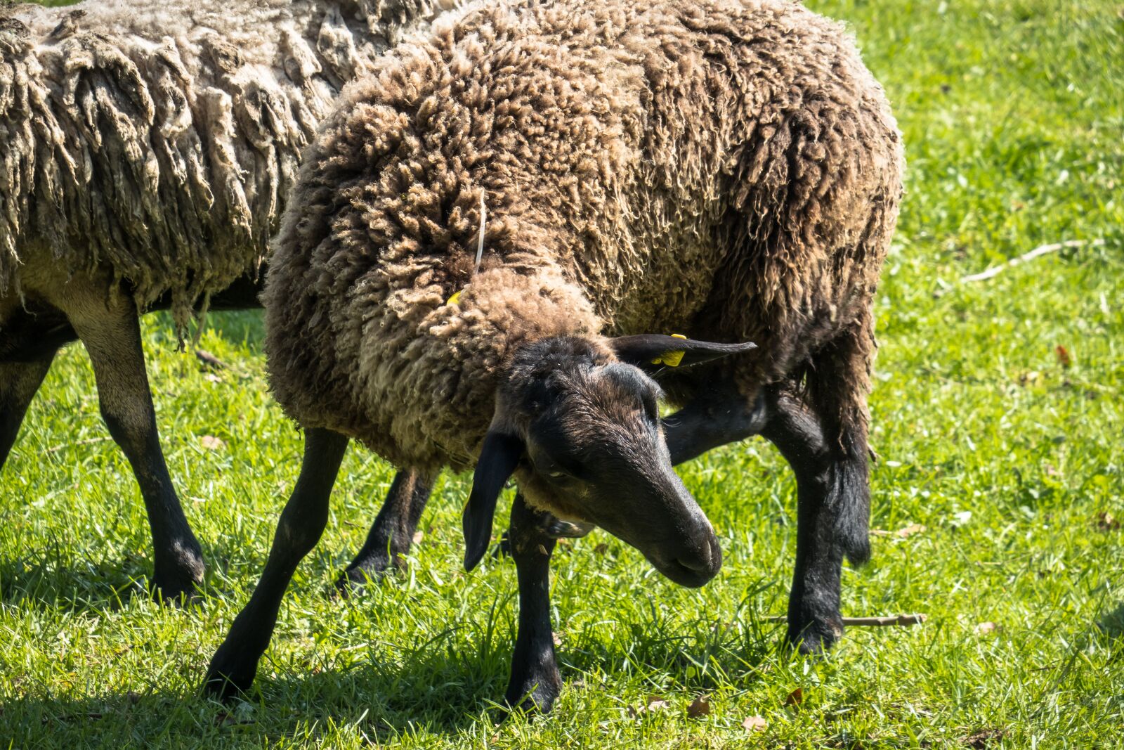 Canon PowerShot G3 X sample photo. Sheep, itching, scratch photography