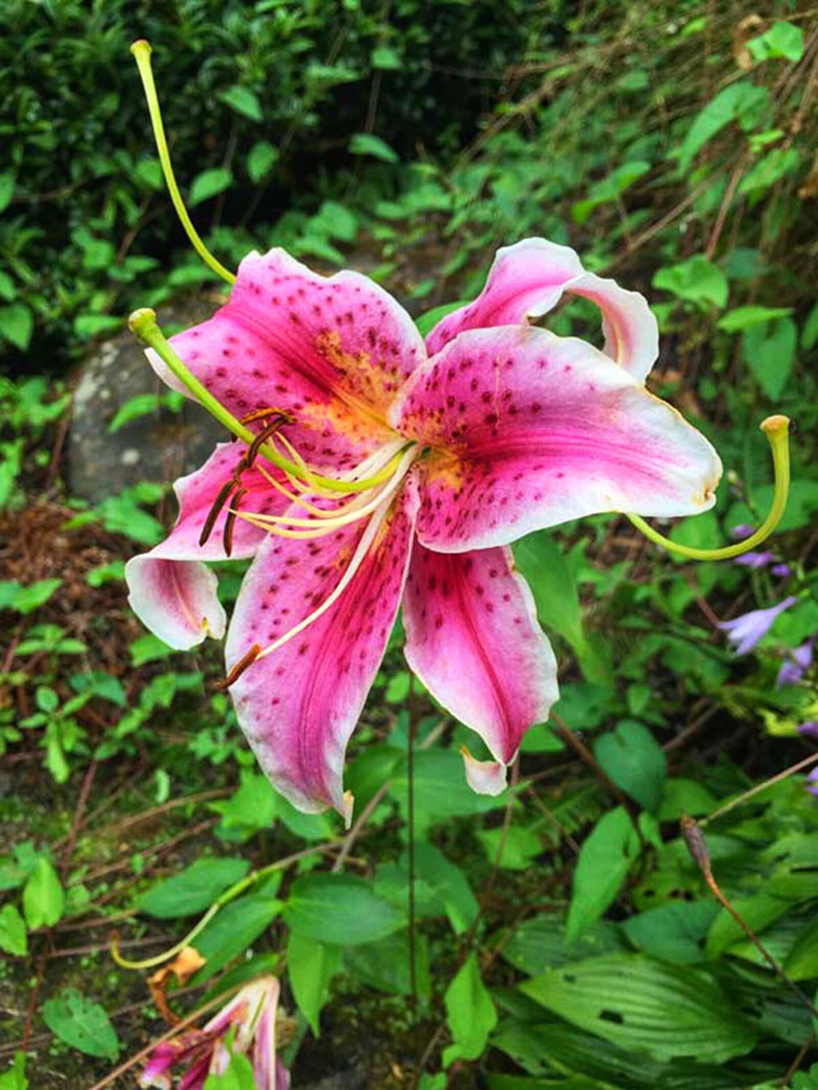 iPhone 6 back camera 4.15mm f/2.2 sample photo. Abstract, beautiful, flowers, exotic photography