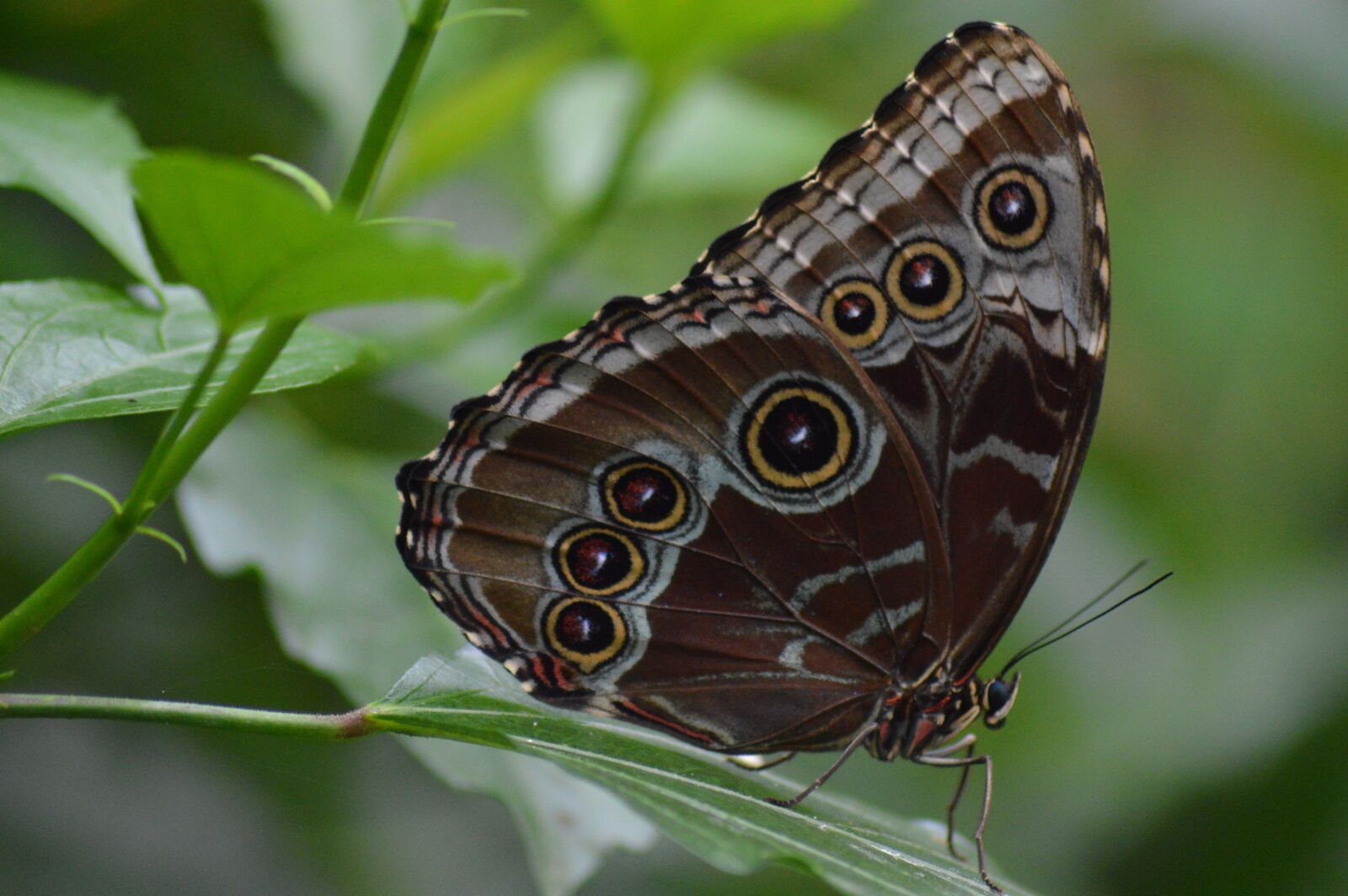 Nikon D3200 sample photo. Butterfly, insects, wings photography