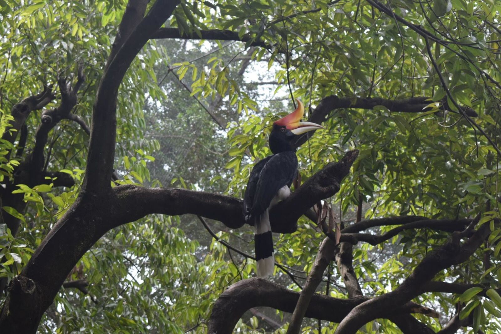 Nikon D5300 sample photo. Hornbill, bird, natural photography