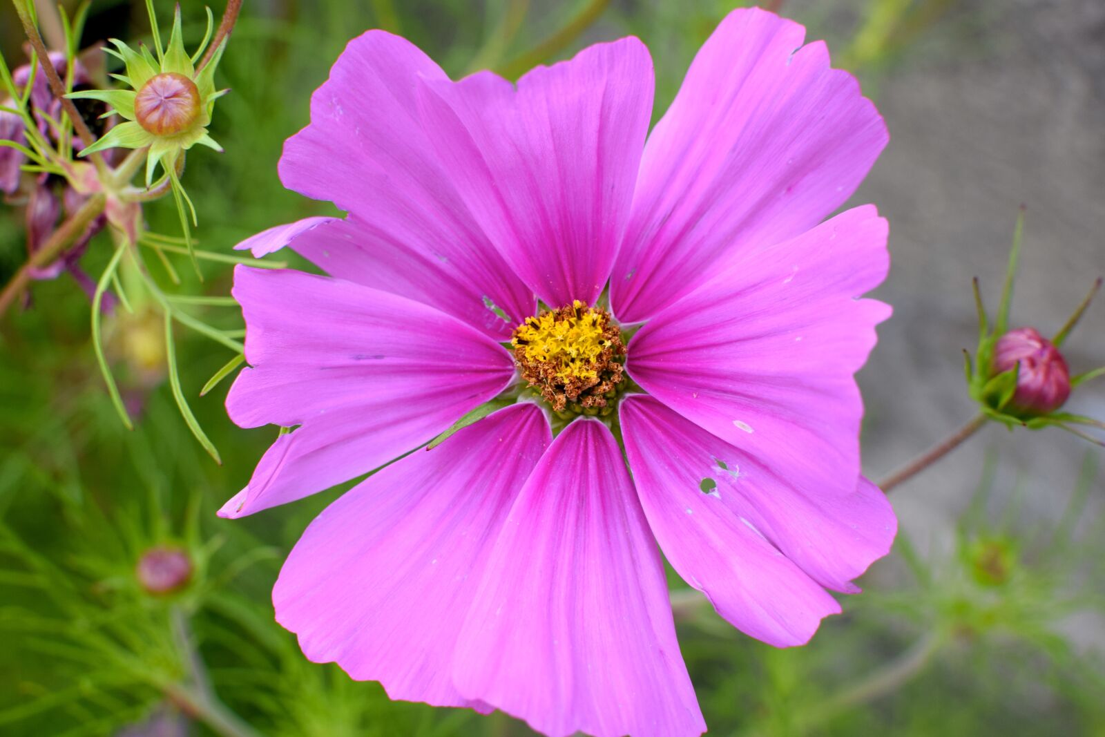 Nikon D5300 sample photo. Blossom, bloom, garden photography