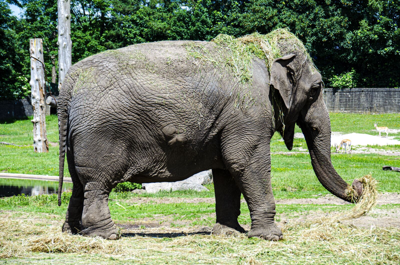 Nikon D5100 sample photo. Elephant, animal, animals photography