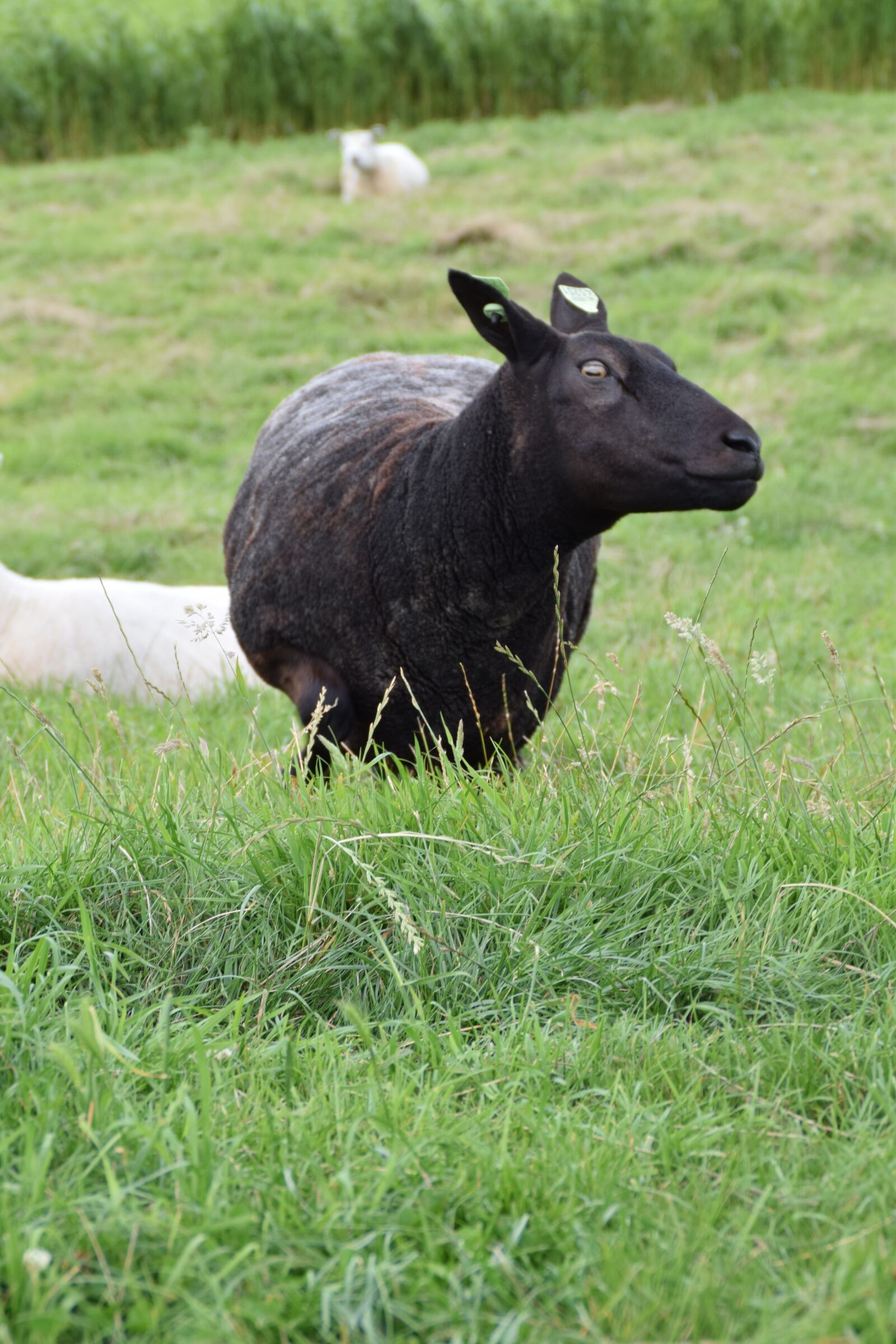 Nikon D3300 sample photo. White, sheep, wool photography