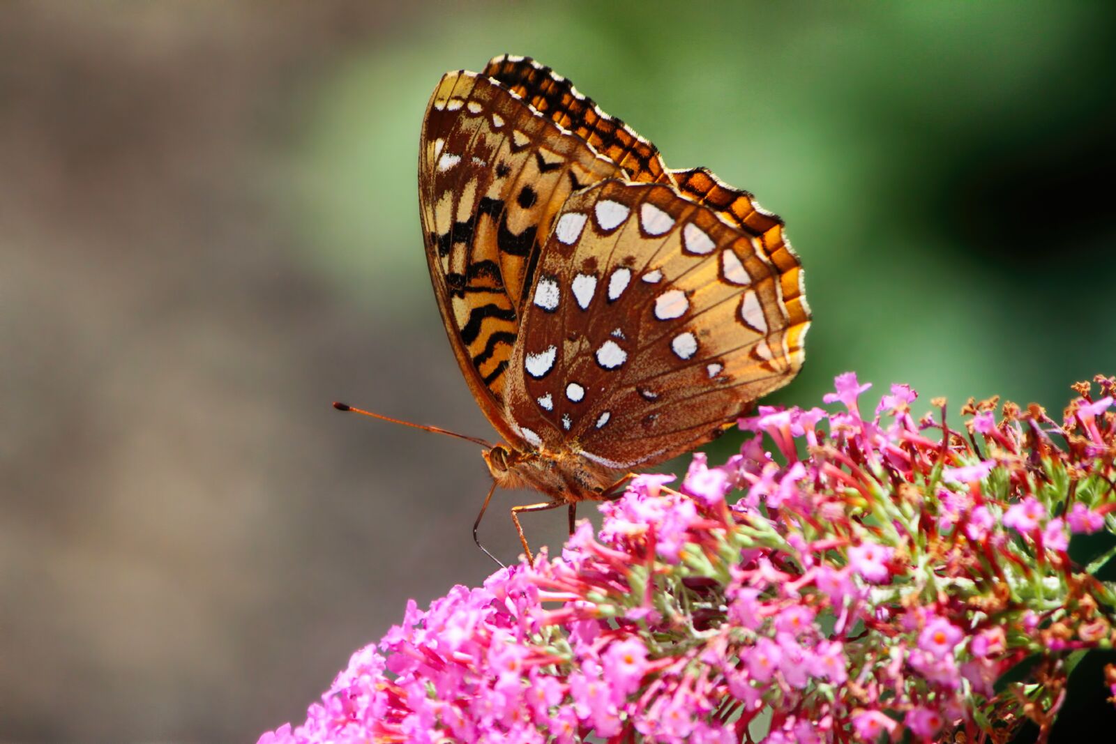 Canon EOS 7D + Canon EF-S 55-250mm F4-5.6 IS II sample photo. Butterfly, great spangled fritillary photography
