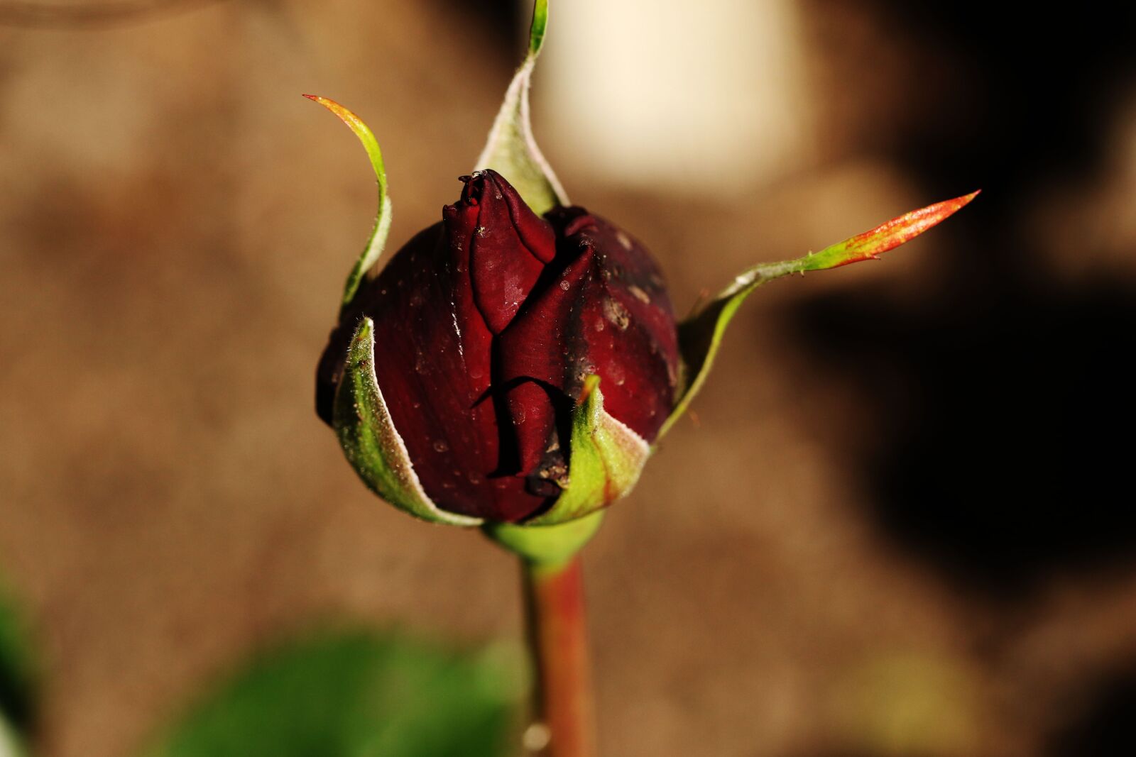 Canon EOS 7D Mark II sample photo. Flower, garden, bud photography