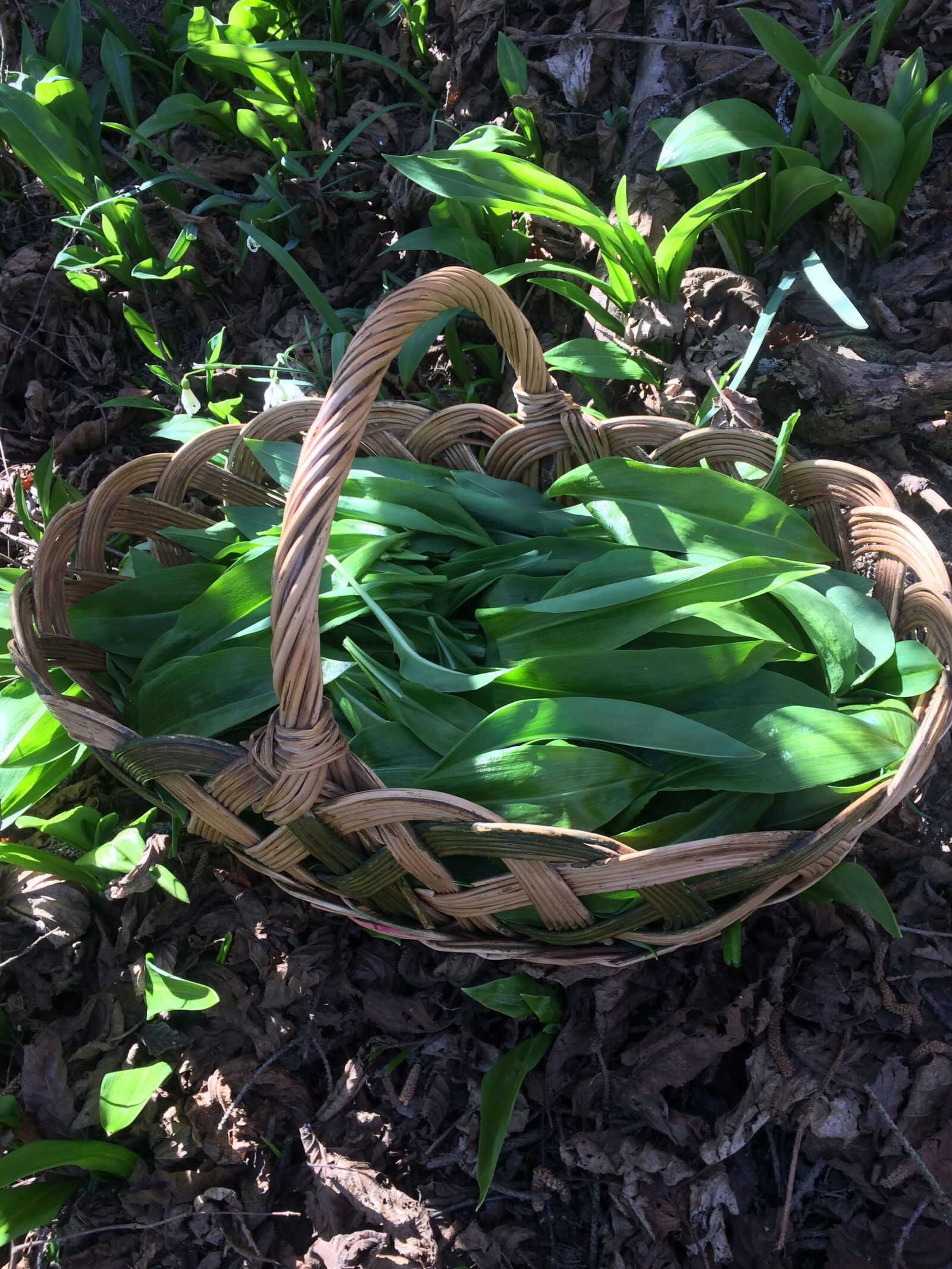 iPhone 5s back camera 4.15mm f/2.2 sample photo. Bearish, garlic, spring photography