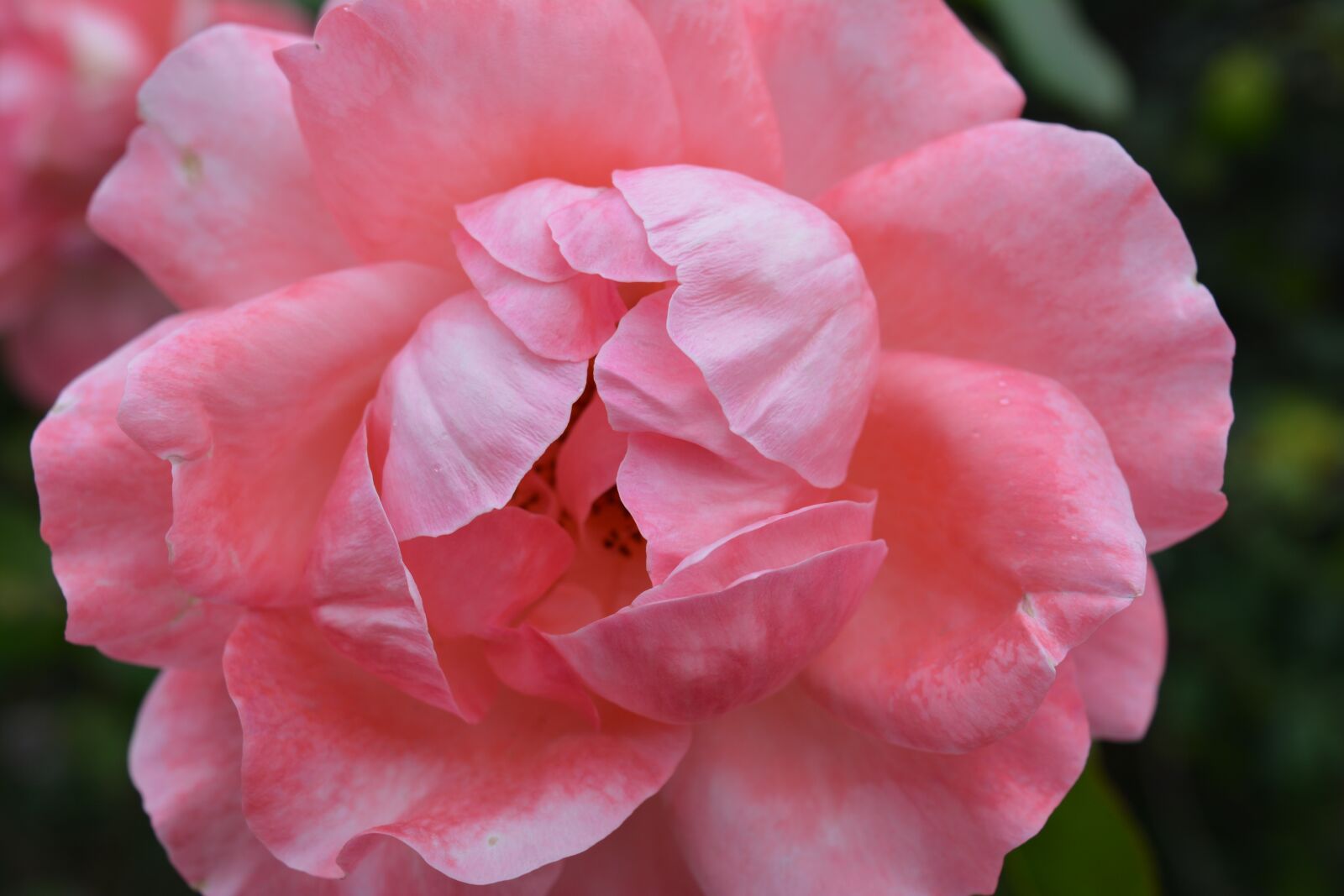 Nikon D5200 sample photo. Flower, rosa, nature photography