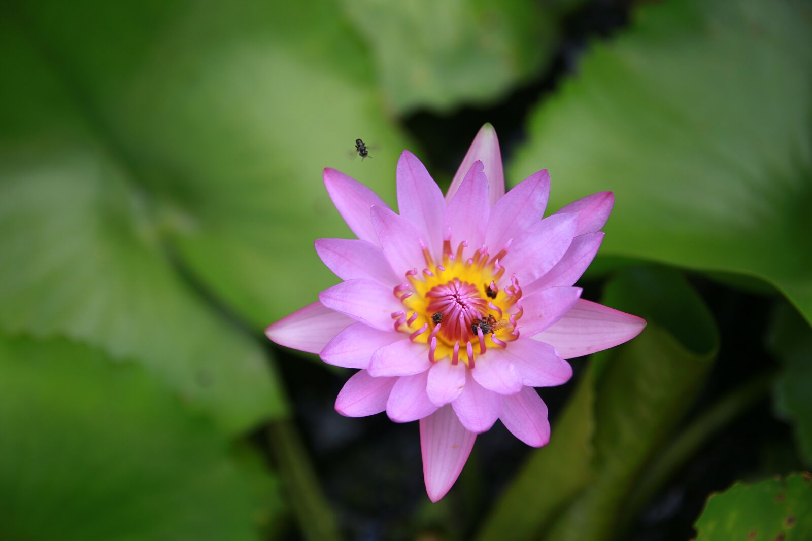 Canon EOS 70D sample photo. Water lily, lotus, flower photography