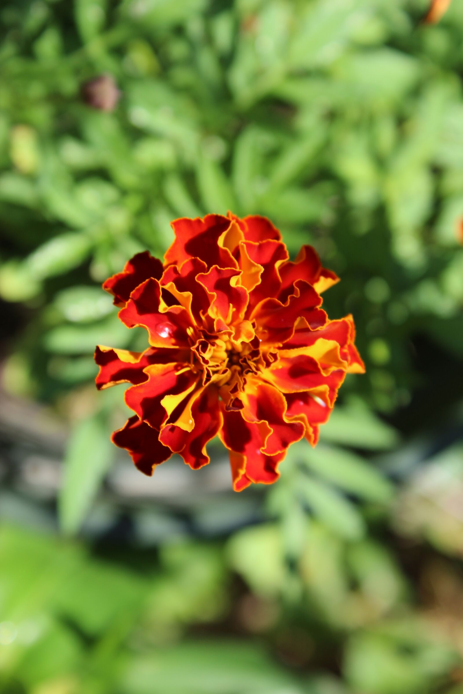 Canon EOS 1300D (EOS Rebel T6 / EOS Kiss X80) sample photo. Flower, bright, outdoor photography