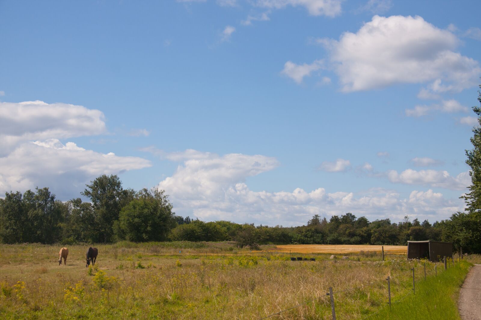 Canon EOS 50D sample photo. Field, blue sky, clouds photography