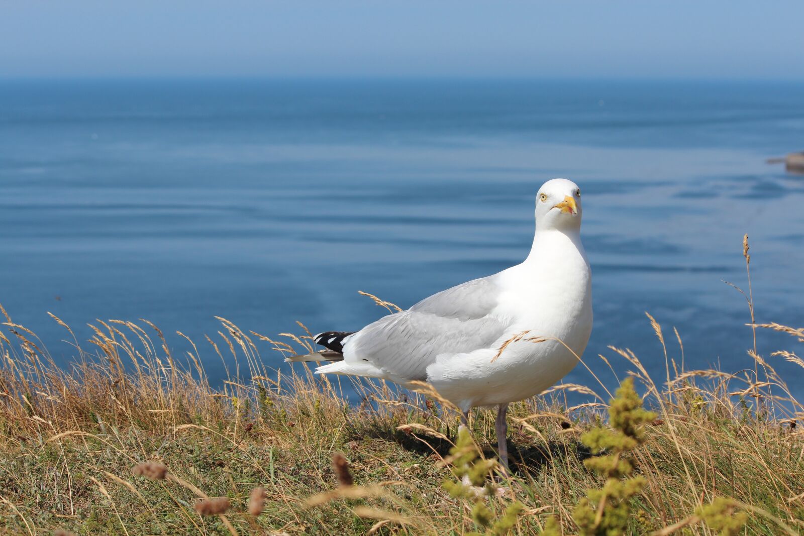 Canon EF-S 55-250mm F4-5.6 IS II sample photo. Gull, helgoland, bird photography