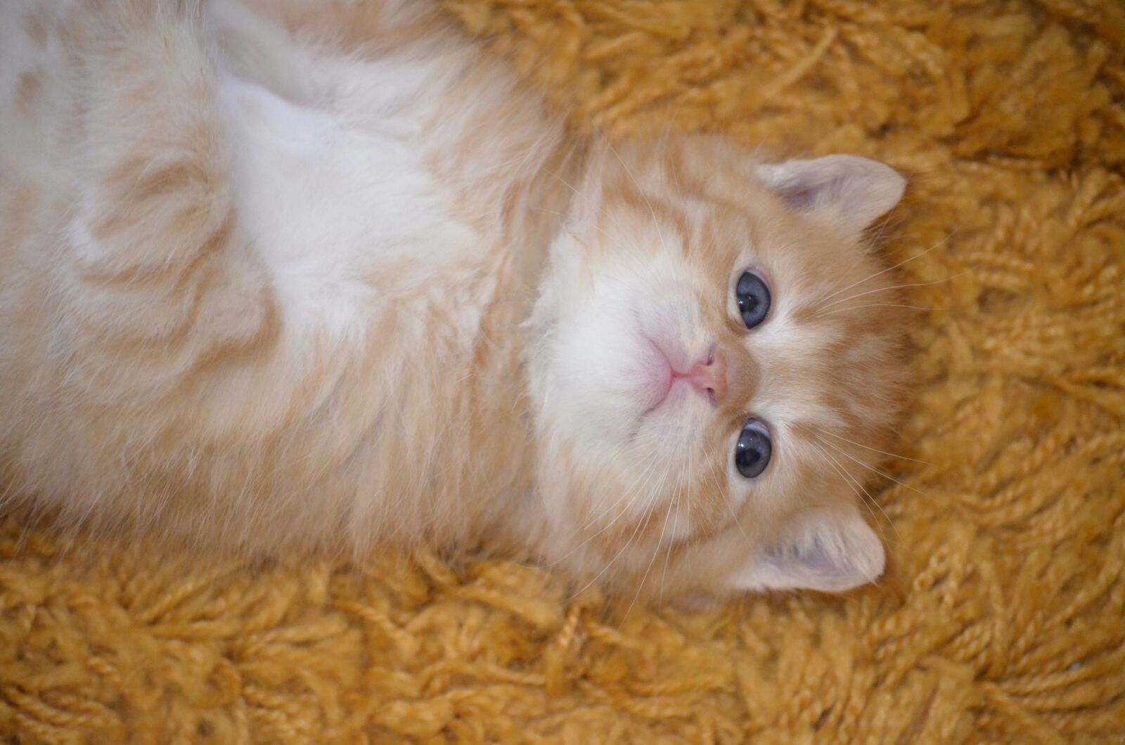 Nikon D5100 sample photo. Cat, baby, sweet photography