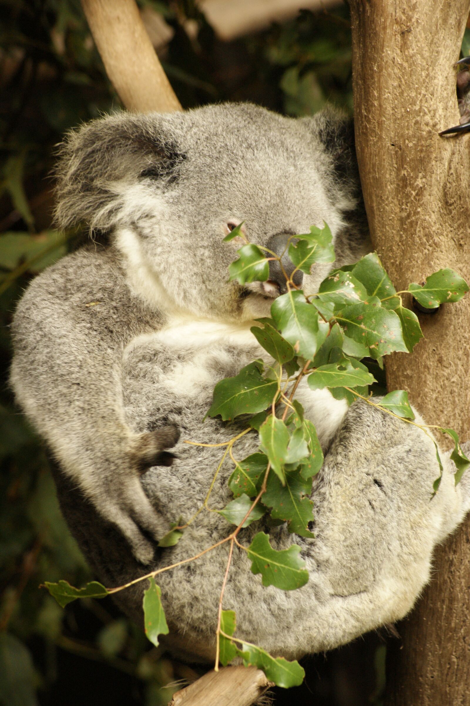 Sony Alpha DSLR-A350 sample photo. Koala, koala bear, eucalyptus photography