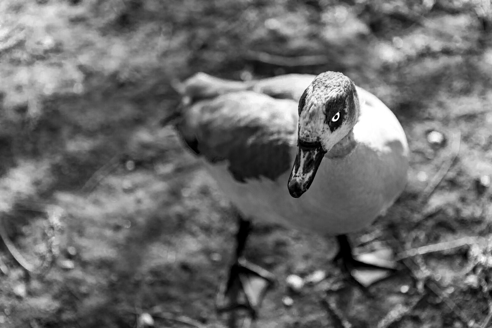 Canon EF 24-70mm F2.8L USM sample photo. Bird, duck, beak photography