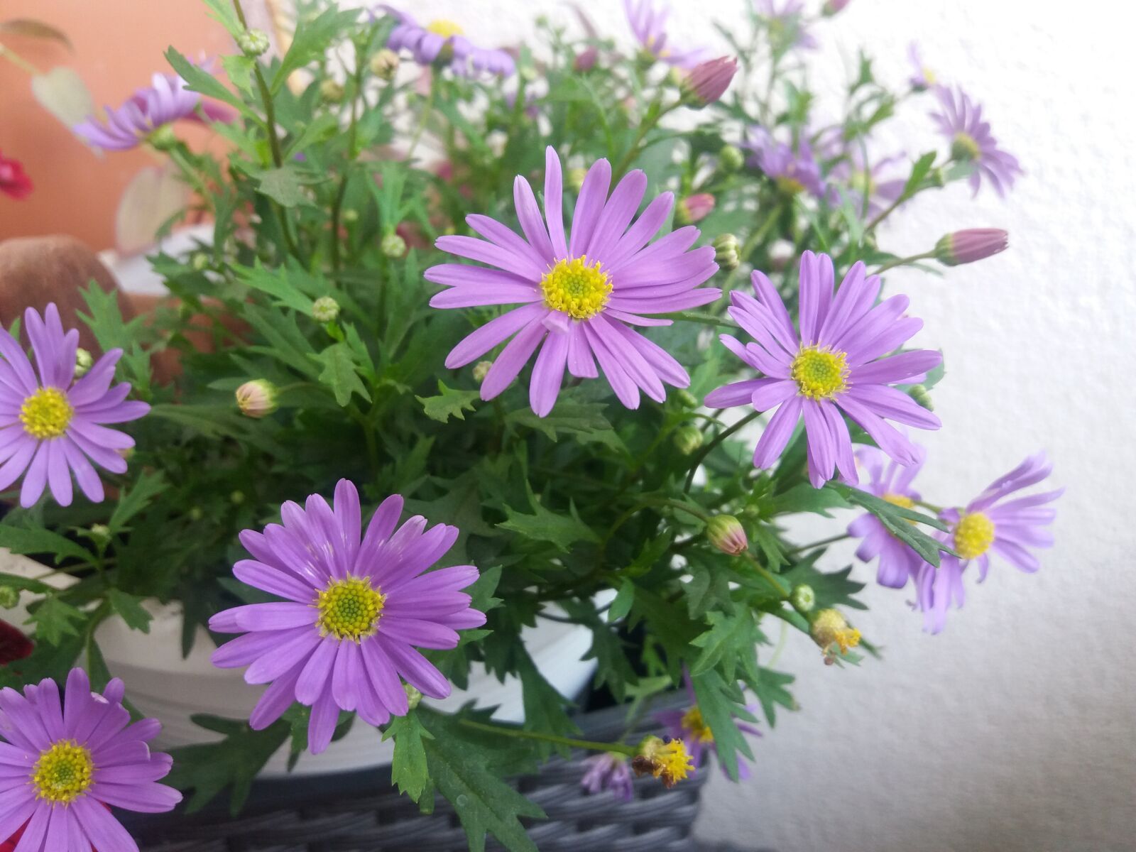 Samsung Galaxy J5 sample photo. Flower, nature, plant photography