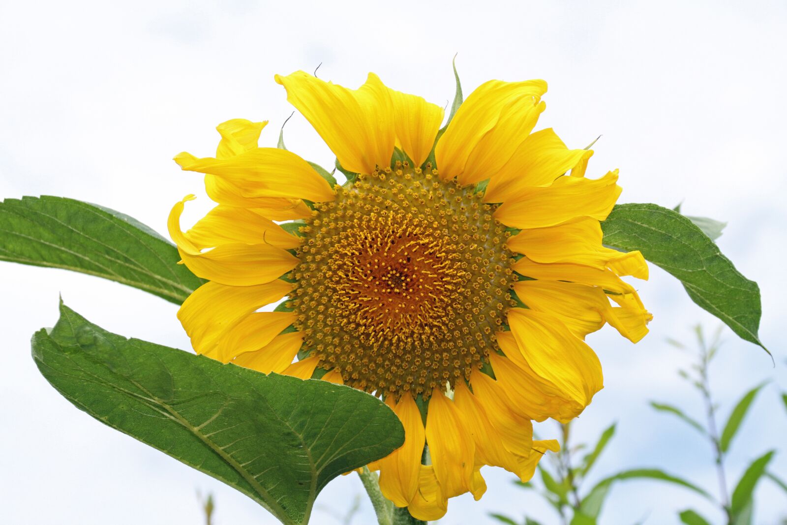 Canon EOS 7D sample photo. Sunflower, yellow flower, summer photography
